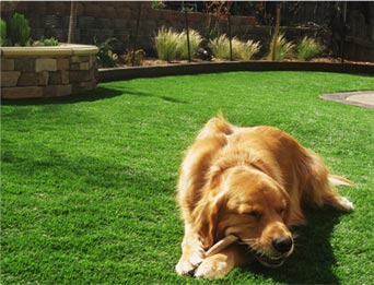 Pet Turf