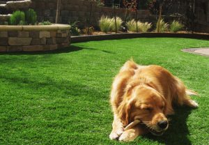 Pet Turf