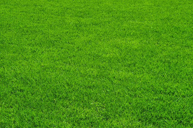 Blog - Socal Synthetic Lawns And Putting Greens Inc.